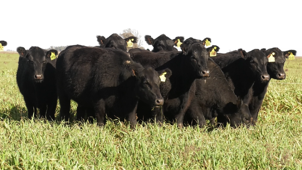 Lote VAQ. ANGUS NEGRAS  PC C/GTÍA DE PREÑEZ