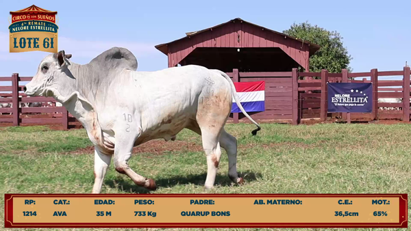 Lote LOTE 61