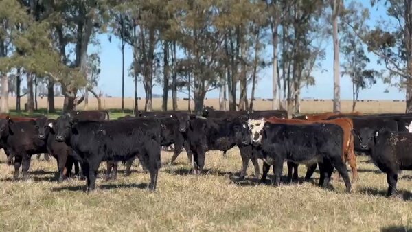 Lote 110 Novillitos en General Guido