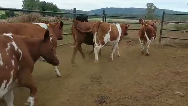 Lote 30 Vaquilla Gorda en Paillaco, XIV Región Los Ríos