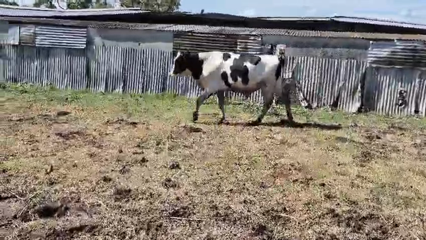 Lote Toros, San José