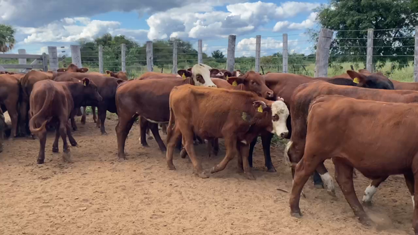 Lote 50 Vaquillonas P/ entorar en Estanislao Del Campo, Formosa