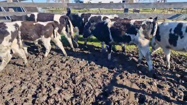 Lote 6 Terneros y Terneras Holando en Ruta 1 Km 68