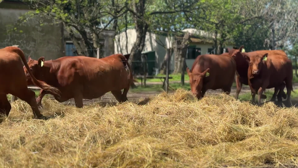 Lote 8 Vaquillonas PC G/P