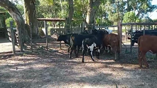 Lote 10 Vaquillonas  282kg - , San José