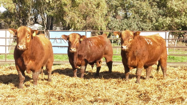 Lote TOROS ANGUS COLORADOS PC