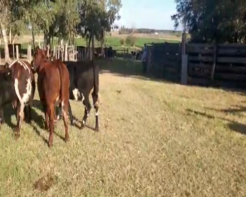Lote 6 Terneros NORMANDO ANGUS Y HOLANDO 240kg - , San José