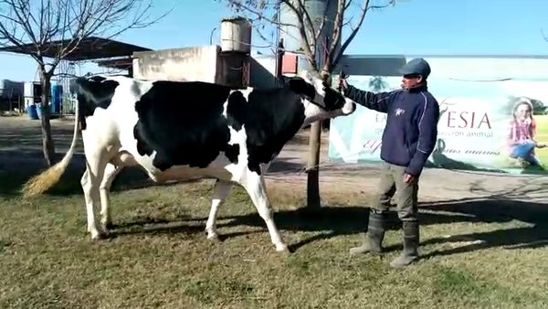 Lote La Travesia - Vaquillona RP 1071