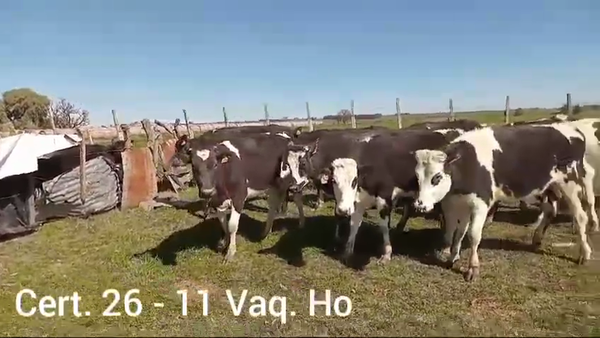 Lote VAQUILLONAS DE 1 A 2