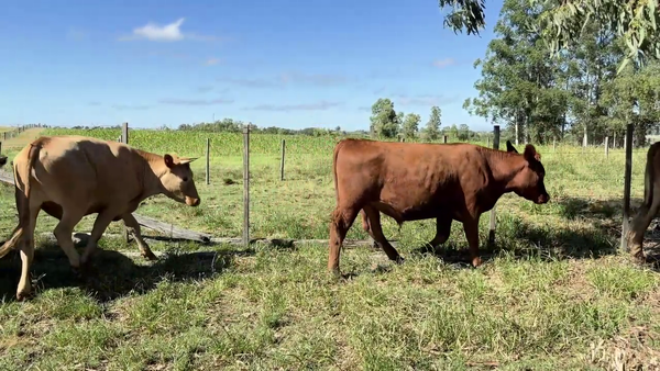 Lote NOVILLOS 1-2 AÑOS