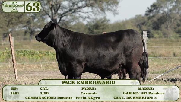Lote LOTE 63
