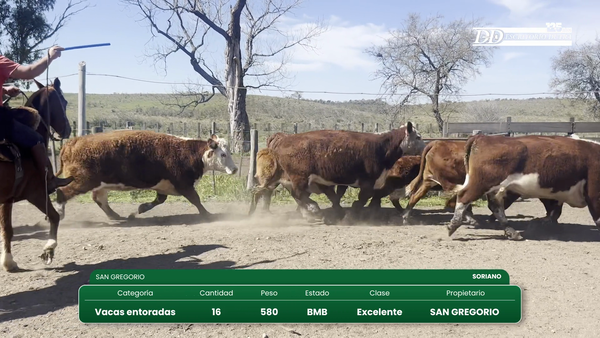 Lote 16 vacas entornadas . 10 terneros ( 8M y 2 H)