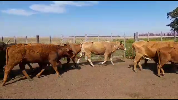 Lote 35 Vacas de invernar en Virasoro, Corrientes