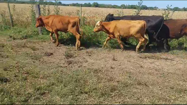 Lote 4 Novillos Angus en Ruta 1 Km 61