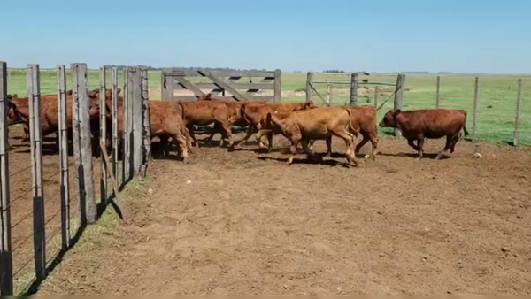 Lote 75 TERNS. MACHOS, GUAMINI, PCIA. DE BS. AS.