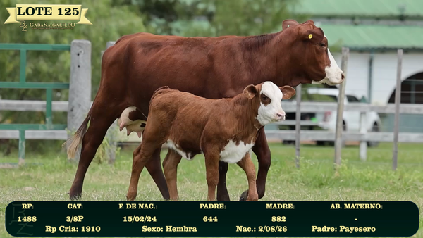 Lote LOTE 125