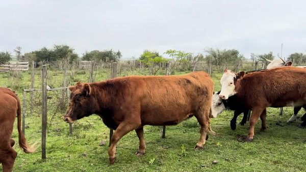 Vaquillonas/Vacas Entoradas
