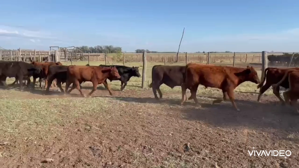 Lote 20 Novillitos en Gral. Paz, Buenos Aires