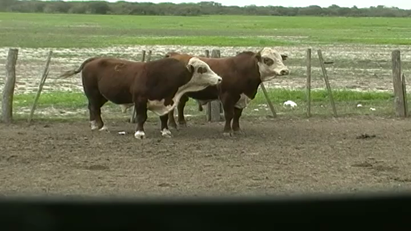 Lote TOROS BRAFORD CABAÑA LA GÜEYA