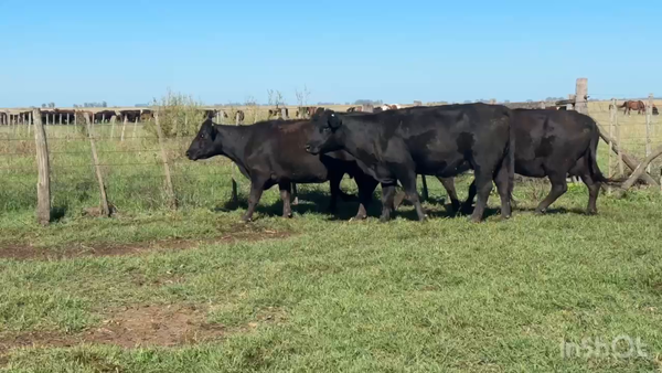 Lote 100 Vacas medio uso C/ gtia de preñez