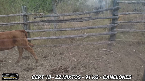 Lote 22 Terneros y Terneras en Canelones, Canelones