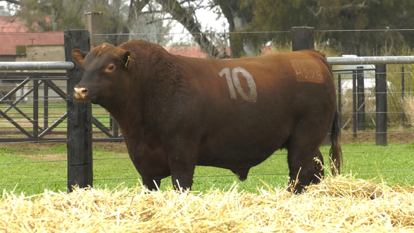 10 - 4228C — TOROS ANGUS PURO CONTROLADO