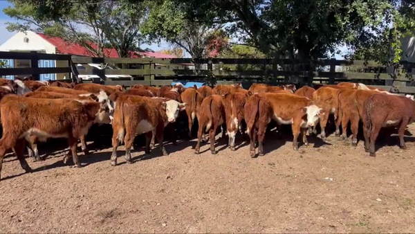 Lote 38 Terneros DL