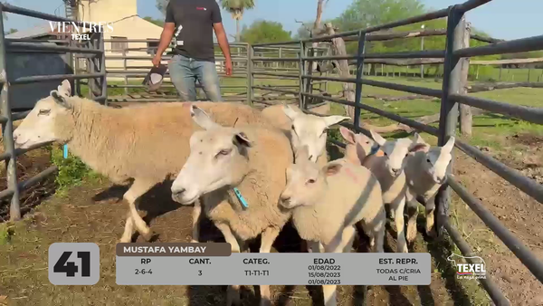 Lote LOTE 41
