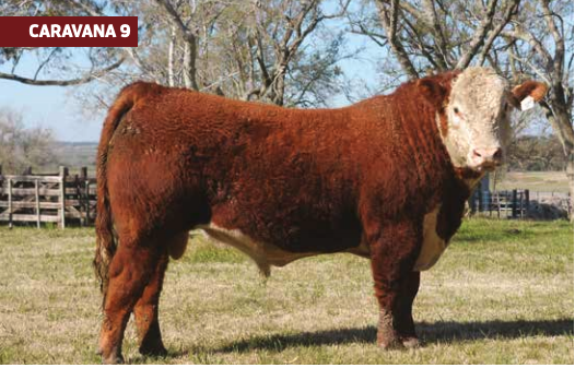 Lote LARRAÑAGA TIMES UP - 4583