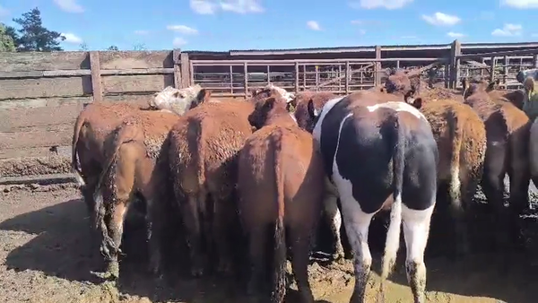 Lote 20 Novillo Gordo en Los Ángeles, VIII Región Biobío