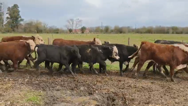 Lote 60 Novillitos en Entre Ríos, Gualeguay