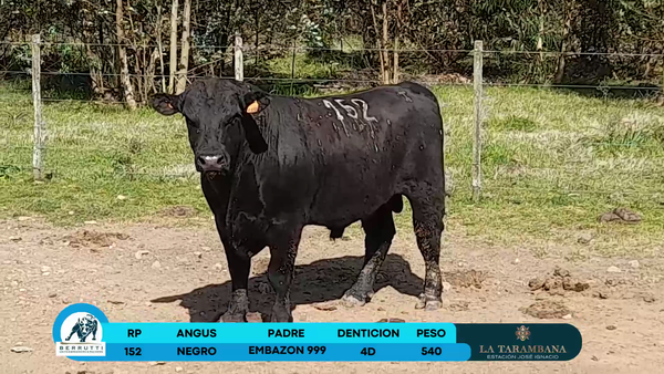 Lote Toros Angus 540kg - , Rocha