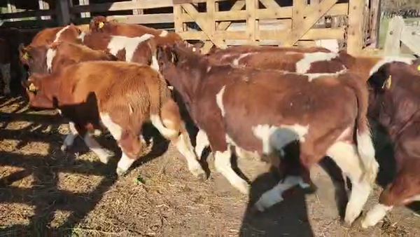 Lote 38 Ternero en Melipeuco, IX Región Araucanía