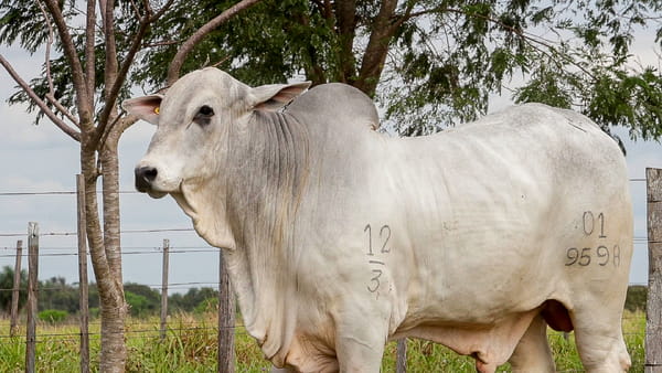 Lote LOTE 22