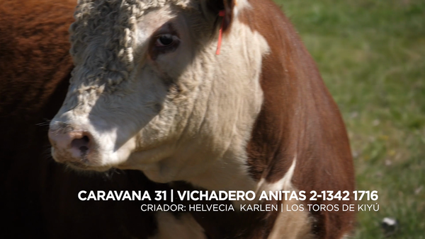 Lote VICHADERO ANITAS 2-1342 1716