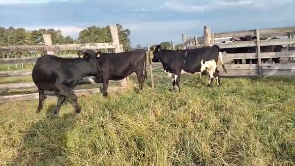 Lote 3 Vaquillonas  en Pavon