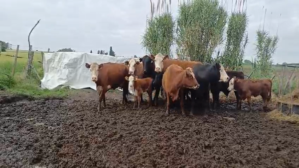 Lote (Vendido)12 Piezas de cría HE-BR- AA/ HE en VALDENSE SAUCE