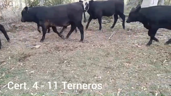 Lote TERNEROS