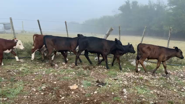 Lote TERNEROS Y TERNERAS
