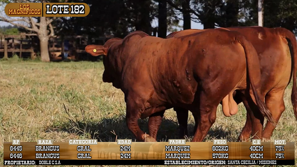 Lote LOTE 182 - VIVO