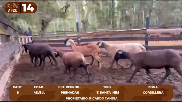Lote LOTE 14 -POR PANTALLA