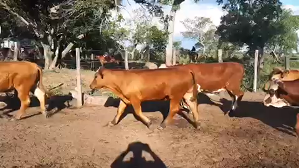 Lote 42 Novillitos en Esquina, Corrientes