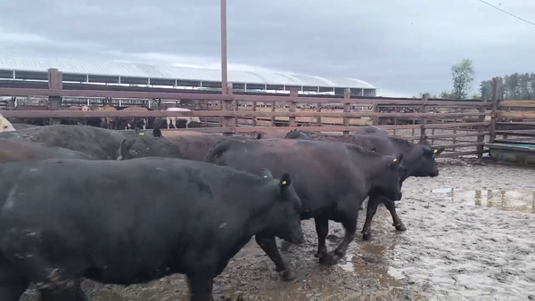 Lote 20 Vaquilla Gorda en Los Ángeles, VIII Región Biobío