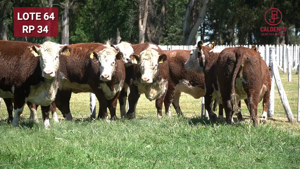 Lote VAQUILLONAS PREÑADAS PR Polled Hereford -PARICION OTOÑO 2026-