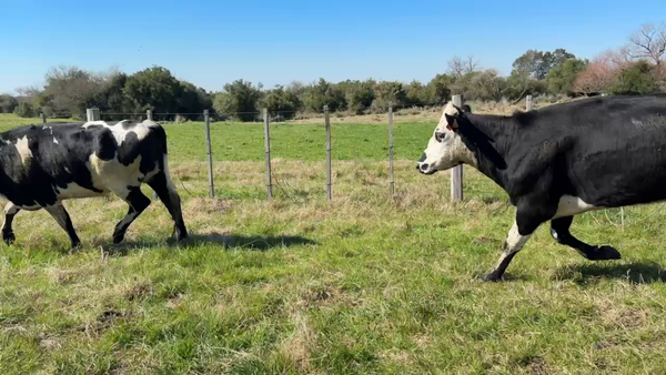 Lote VAQUILLONAS 1 a 2 AÑOS