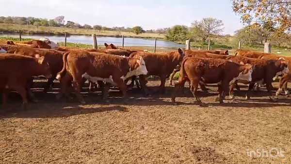 Lote 68 Terneras
