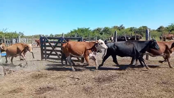 Lote 34 Vacas de invernar