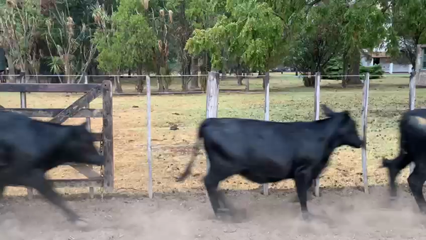 Lote 65 Terneras en San Andrés de Giles, Buenos Aires