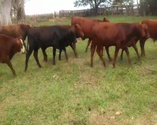 Lote 130 Terneros en Ituzaingó, Corrientes