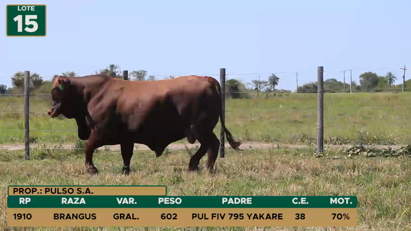 Lote TOROS LOTE 15